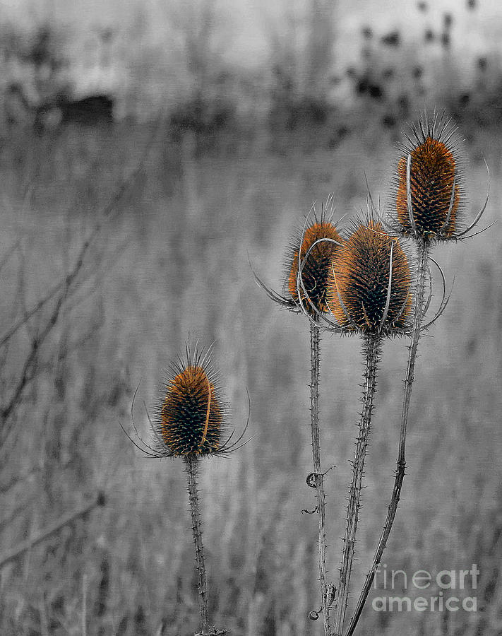 Dipsacus Photograph by Chris Horsnell