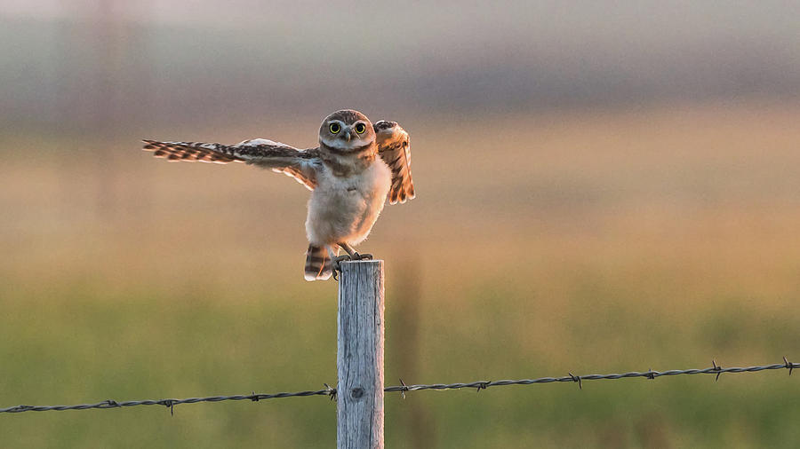 Directing Owl Traffic Photograph by Yeates Photography