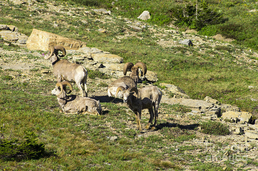 Directional Big Horn Sheep Photograph by Louise Magno