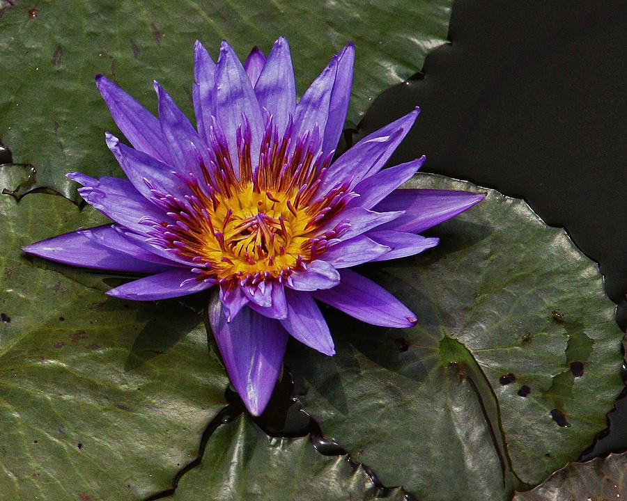 Director Moore Water Lily Photograph by Suzanne Stout