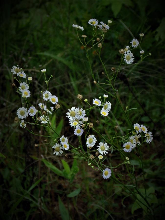 Dirt Road Blooms Photograph by Scotty Womack - Fine Art America