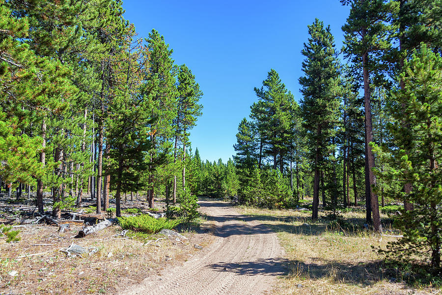 Dirt Road in a Forest Photograph by Jess Kraft - Fine Art America