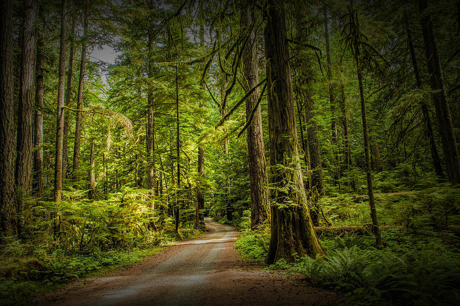 Dirt Road on Vancouver Island Photograph by Randall Nyhof
