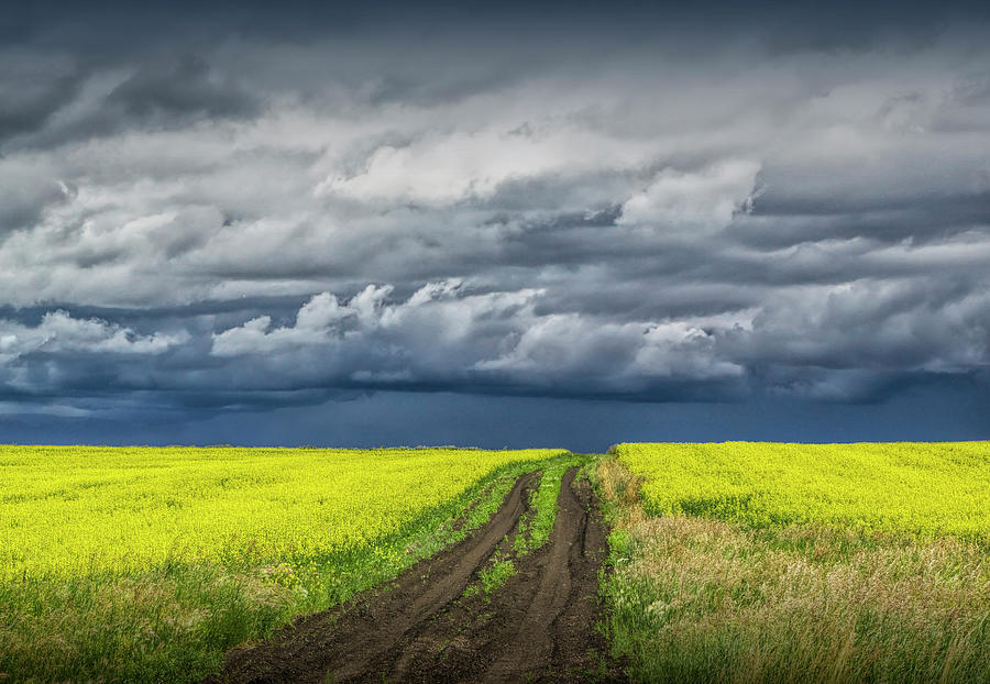Dirt Road through a Canola Seed Field in Southern Alberta Canada Photograph by Randall Nyhof