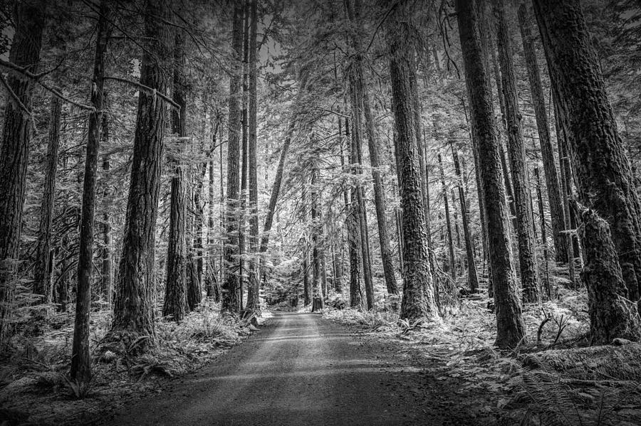 Dirt Road through a Rain Forest in Black and White Photograph by Randall Nyhof