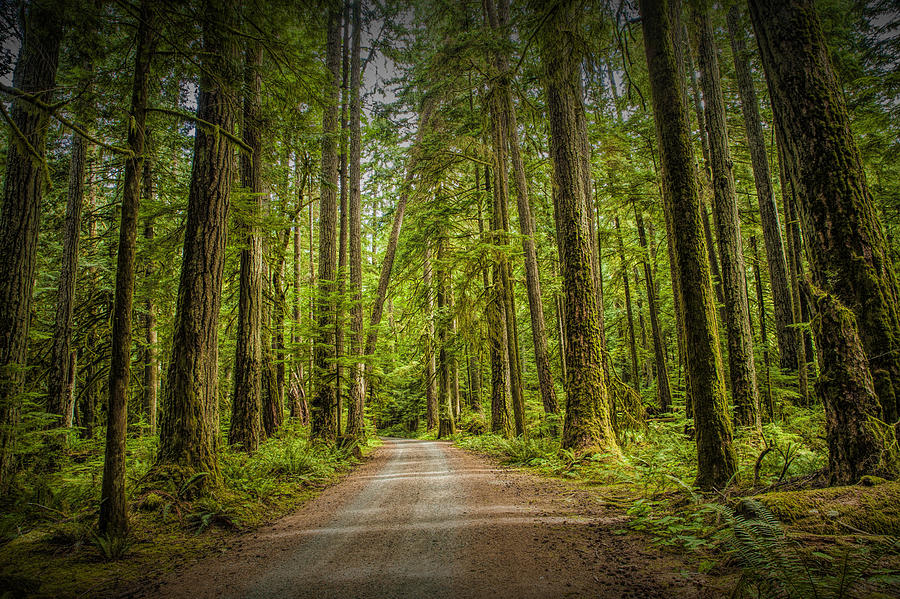 Dirt Road through a Rain Forest on Vancouver Island Photograph by Randall Nyhof