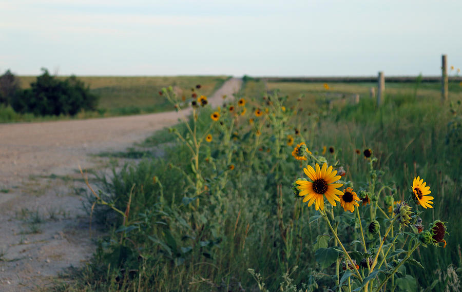 Flower Photograph - Dirt Road With Sunflowers by Kami McKeon