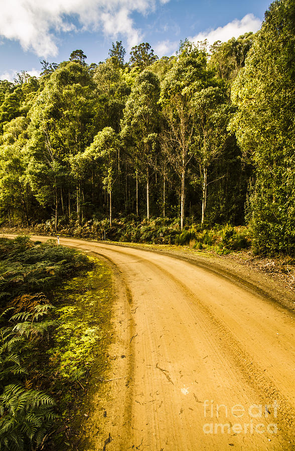 Dirt roads and rainforest scenes Photograph by Jorgo Photography