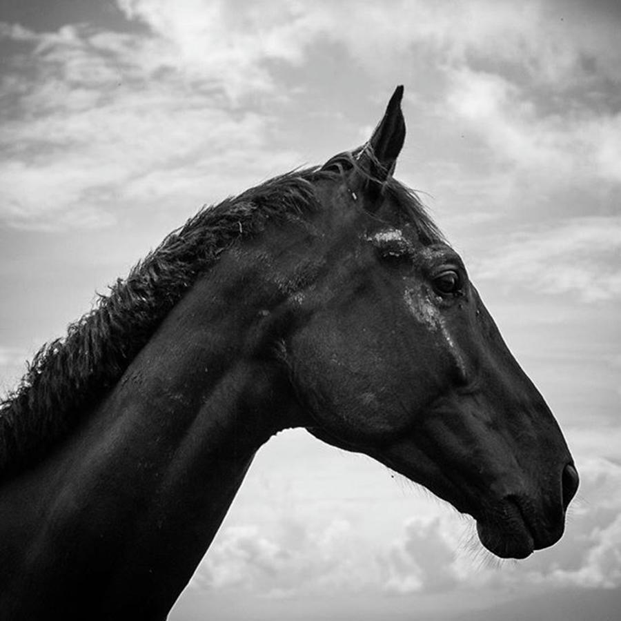Horse Photograph - Dirty But Dignified by Aleck Cartwright