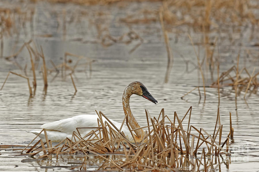 Dirty Tundra Photograph by Natural Focal Point Photography - Fine Art ...