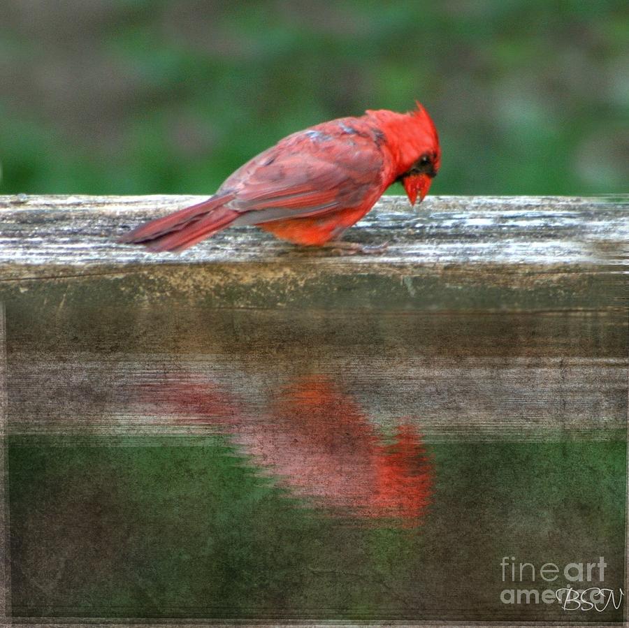 Cardinal Reflects In Dirty Water Photograph by Barbara S Nickerson