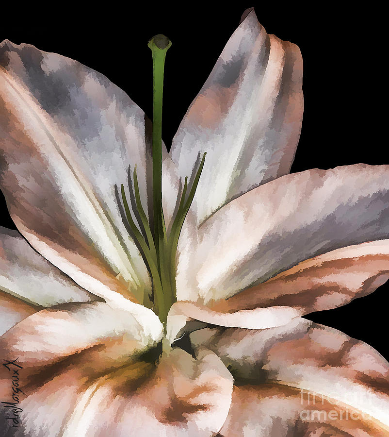 Lily Photograph - Dirty White Lily 3 by Margaux Dreamaginations
