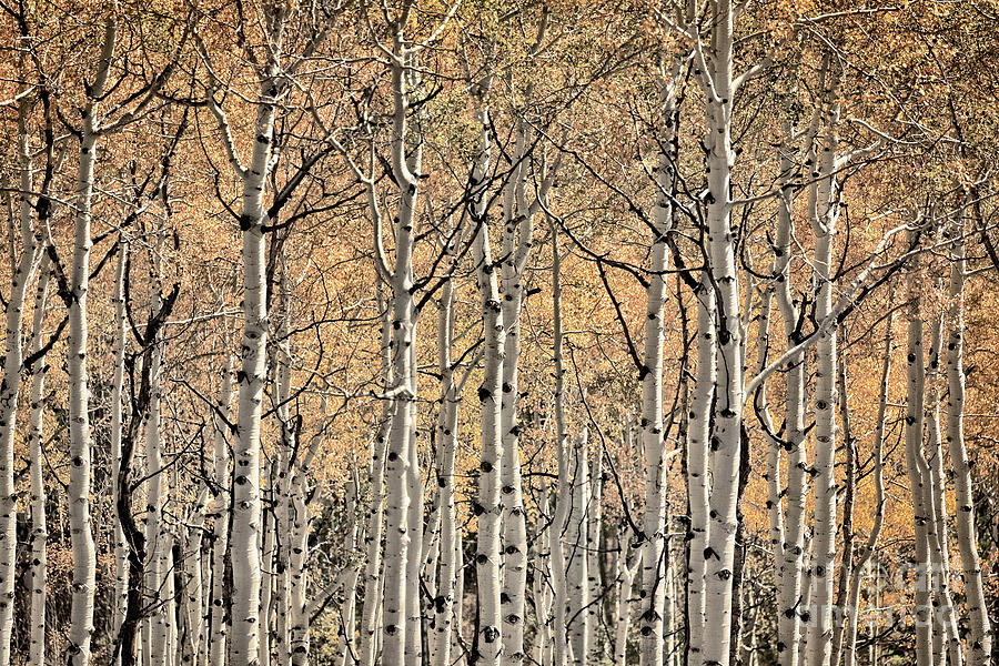 Disappear Into The Aspen Photograph by Doug Sturgess