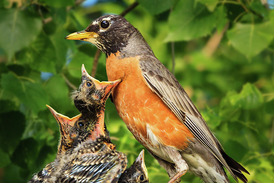 Disappointed Baby Robins Photograph by Joni Eskridge