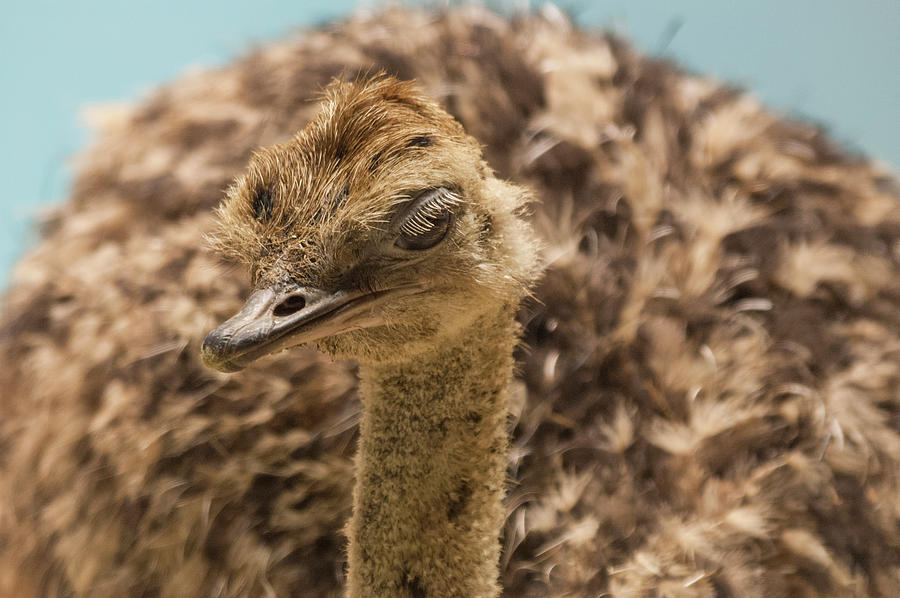 Disapproving Ostrich Photograph by Alex Lapidus