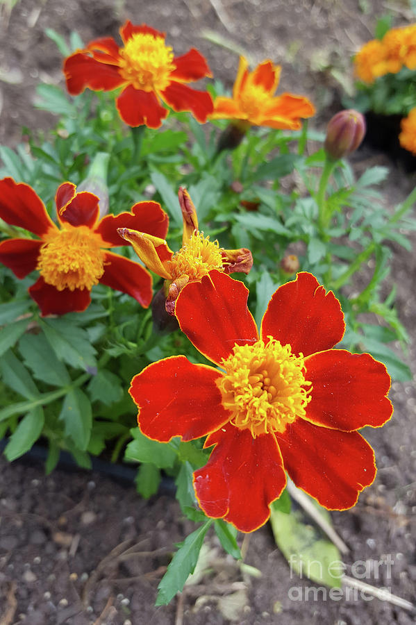 Spring Photograph - Disco Red Marigolds by Art Kurgin