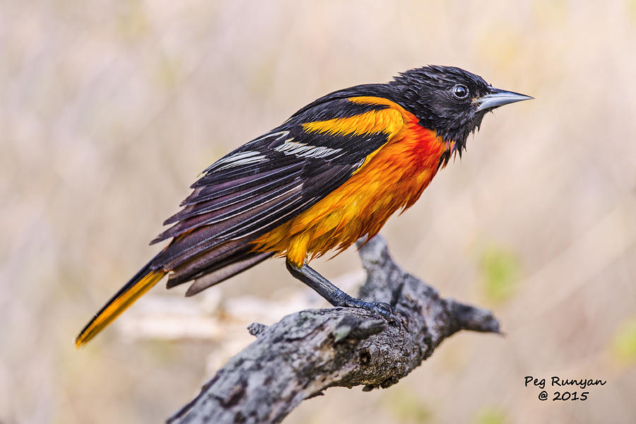 Disgruntled Oriole Photograph by Peg Runyan
