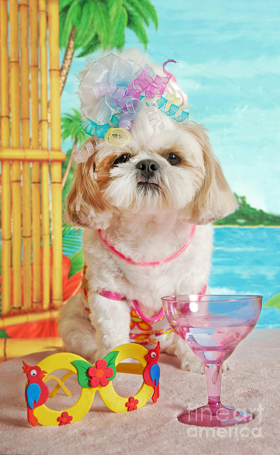 Dog Photograph - Disgusted Party Girl by Anne Kitzman