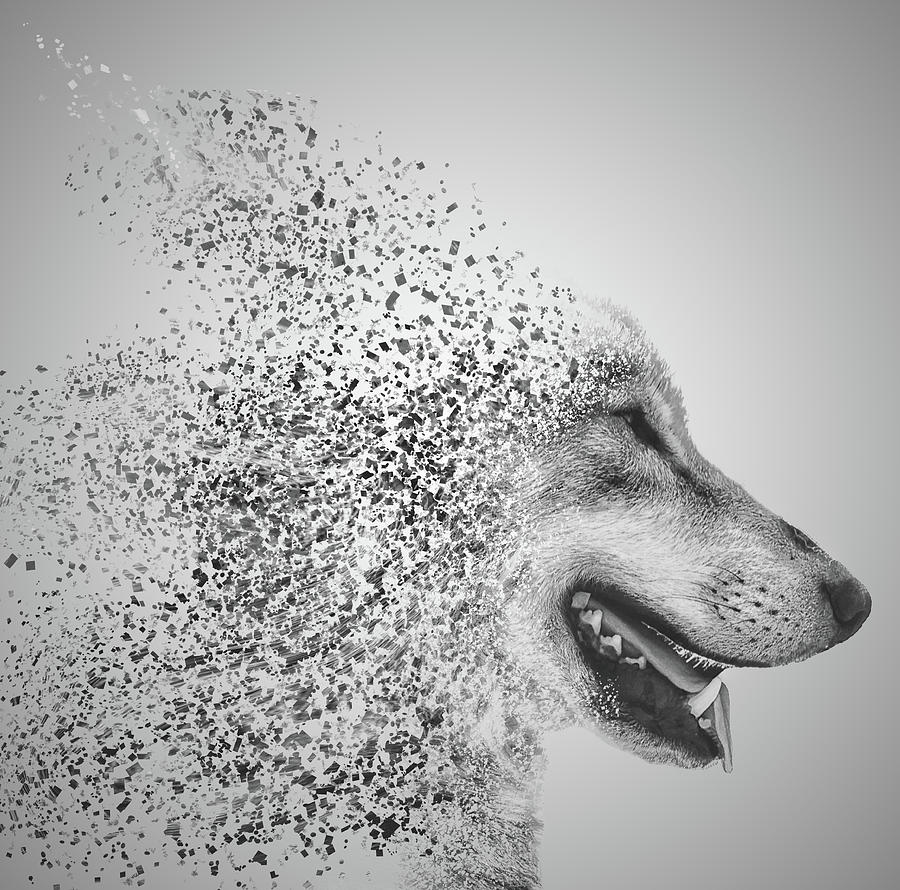 Disintegrated Wolf Photograph