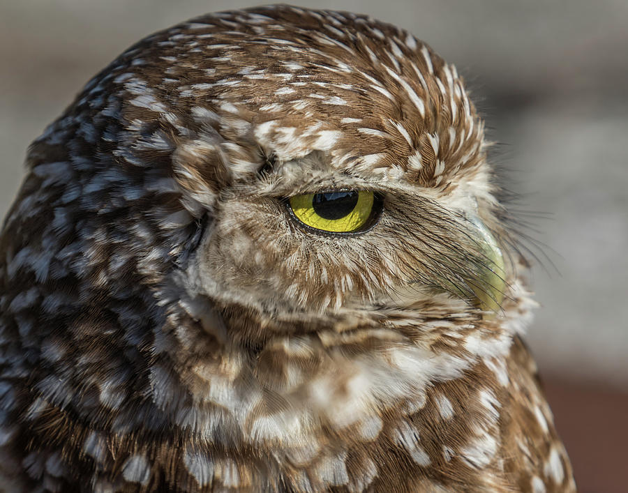 Dismayed Burrowing Owl Photograph by Paula Fink - Fine Art America