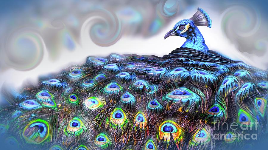 Peacock Photograph - Display by Janal Koenig