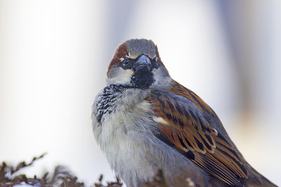 Sparrow Photograph - Displaying My Colours - House Sparrow - Passer domesticus  by Spencer Bush
