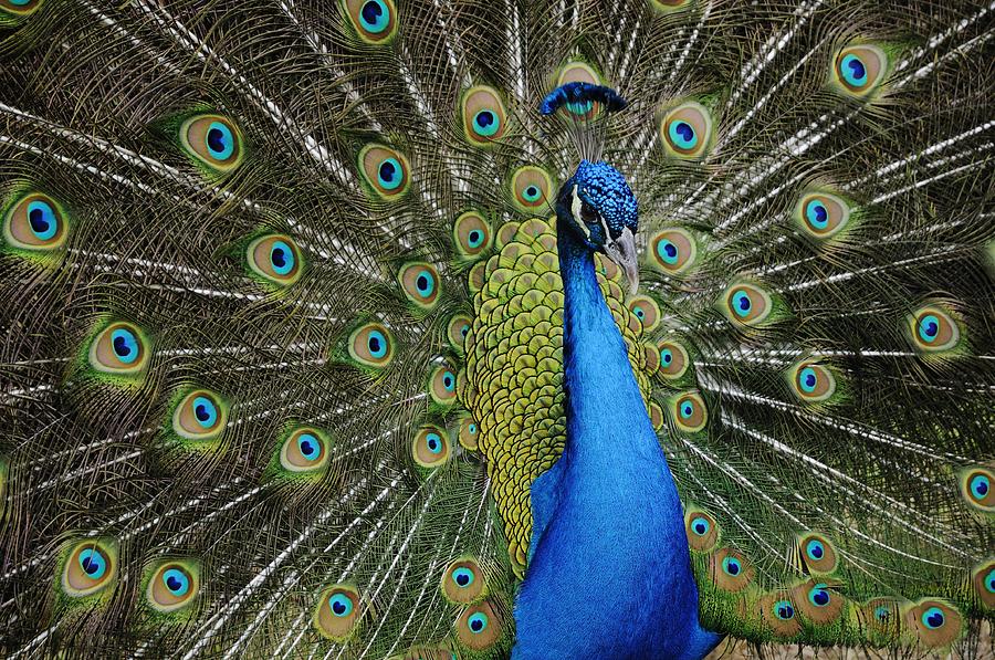 Displaying Peacock Portrait Photograph by Bradford Martin