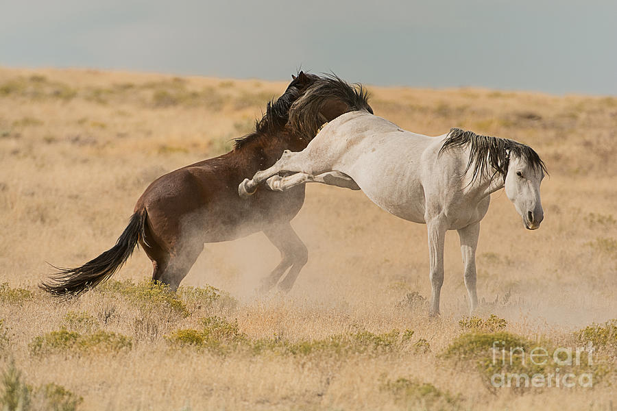 Dispute Between Horses Photograph by Dennis Hammer