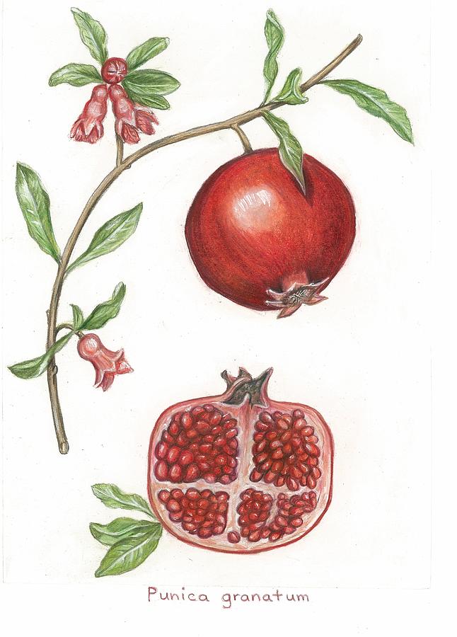 Pomegranate Drawing for Kids - HelloArtsy
