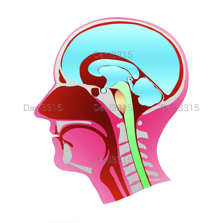 Dissection Of The Human Head Profile With All The Elements That Compose ...