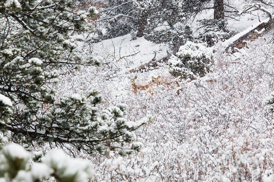 Distant Deer in Heavy Snow in the Pike National Forest Photograph by Steven Krull
