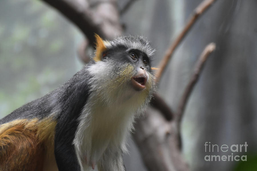Distinctive Markings on a Wolfs Guenon Monkey Photograph by DejaVu Designs