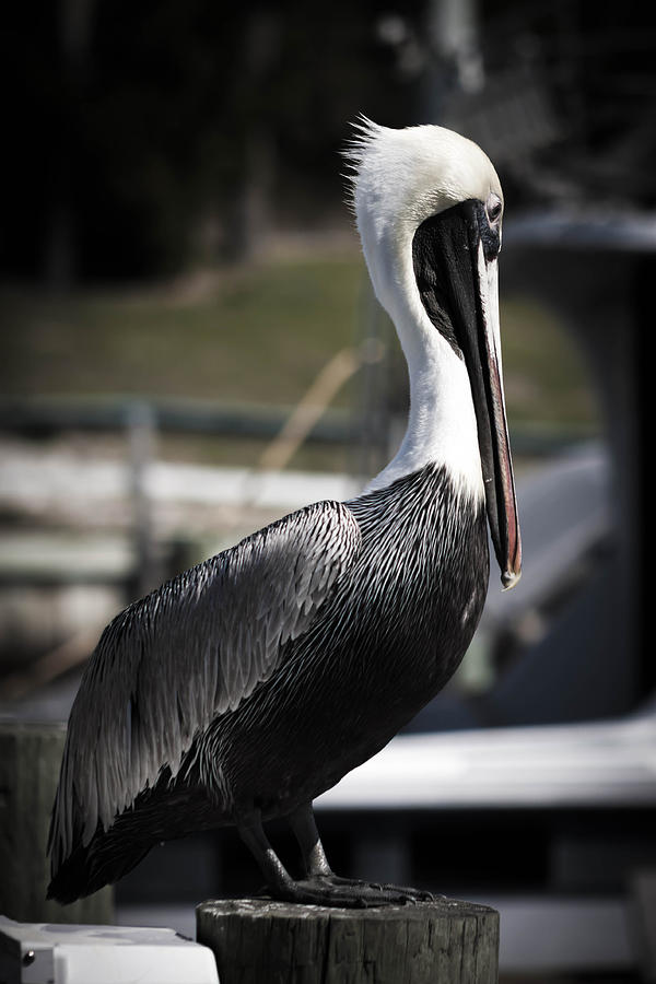 Pelican Photograph - Distinguished Pelican  by Debra Forand