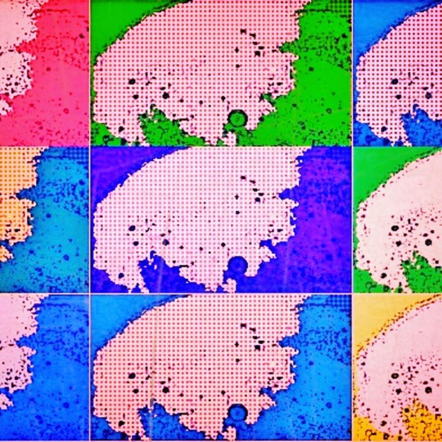 Digitalart Photograph - Distorted Pigs In Pop Art . Paul by Paul Haughton