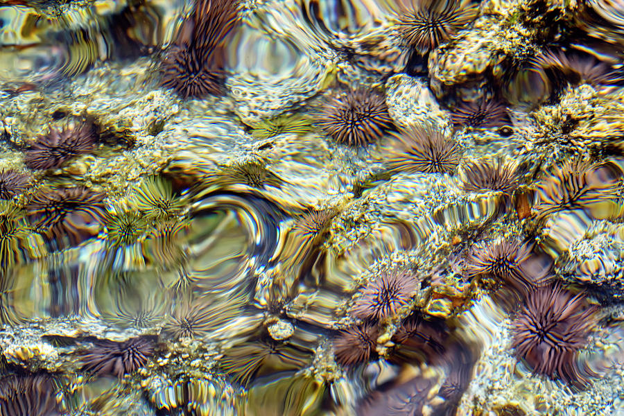 Distorted Tide Pool Photograph by Christopher Johnson