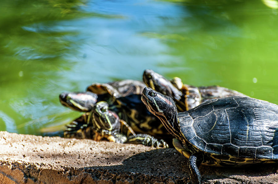 Distracted Photograph by Mike Smith - Fine Art America