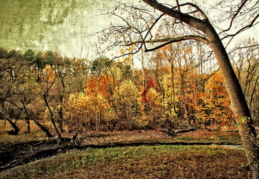 Fall Photograph - Distressed Fall Scene Maryland by Donna Haggerty