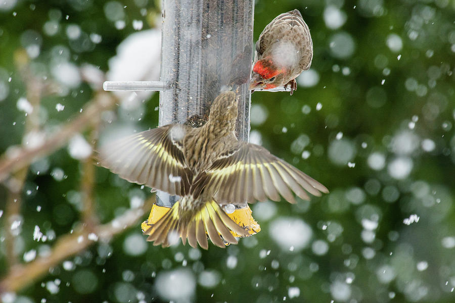 Disturbance At The Feeder Photograph by John Bartelt - Fine Art America