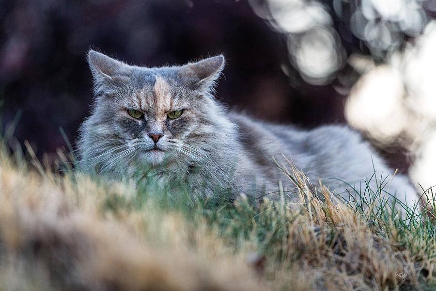 Disturbed Cat - Grace Photograph by Everet Regal