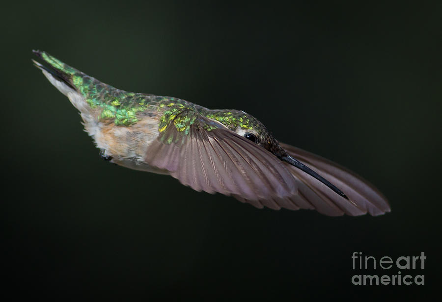 Hummingbird Photograph - Dive Bomber by Douglas Stucky
