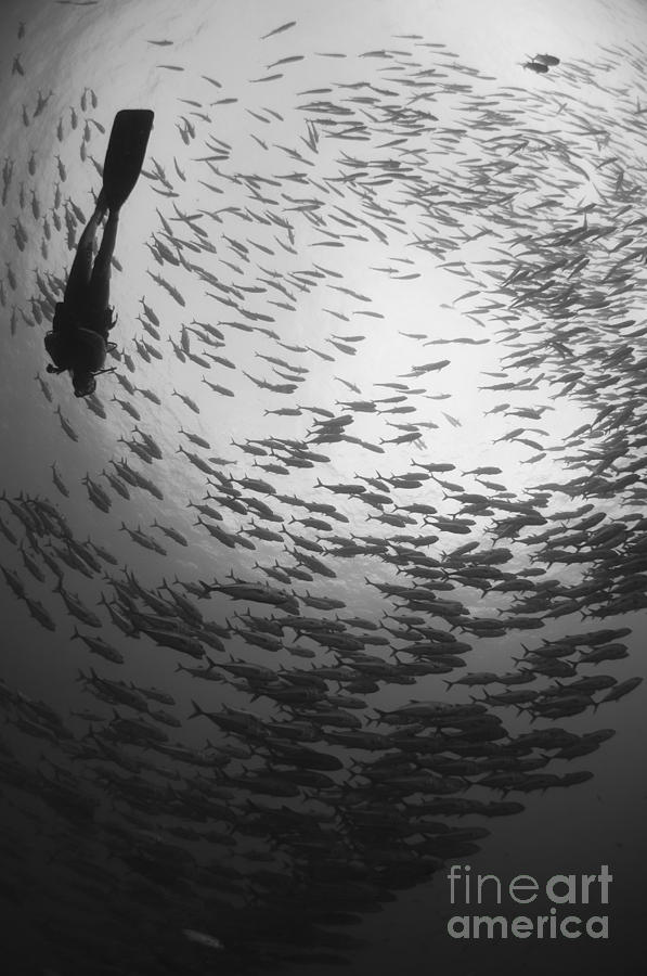Fish Photograph - Diver And A Large School Of Bigeye by Steve Jones