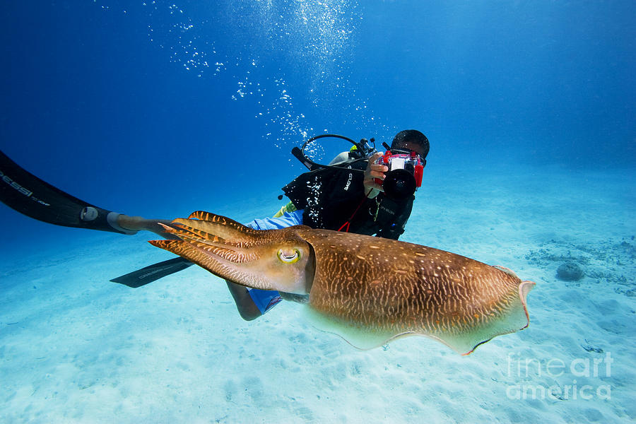 Diver and Cuttlefish Photograph by Dave Fleetham - Printscapes