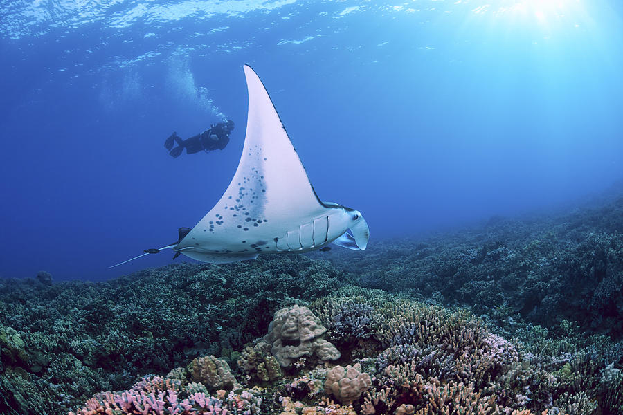 Diver and Ray Photograph by Dave Fleetham - Printscapes