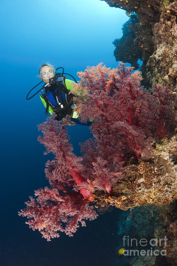 Diver And Soft Coral Photograph by Reinhard Dirscherl
