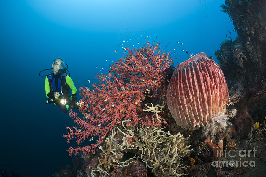 Diver In Bali Photograph by Reinhard Dirscherl