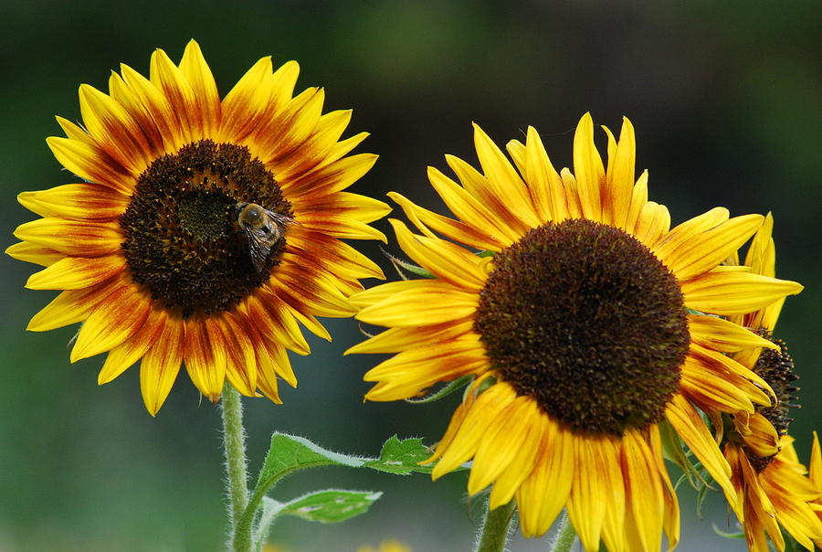 Diverse Sunflowers Photograph by Ee Photography