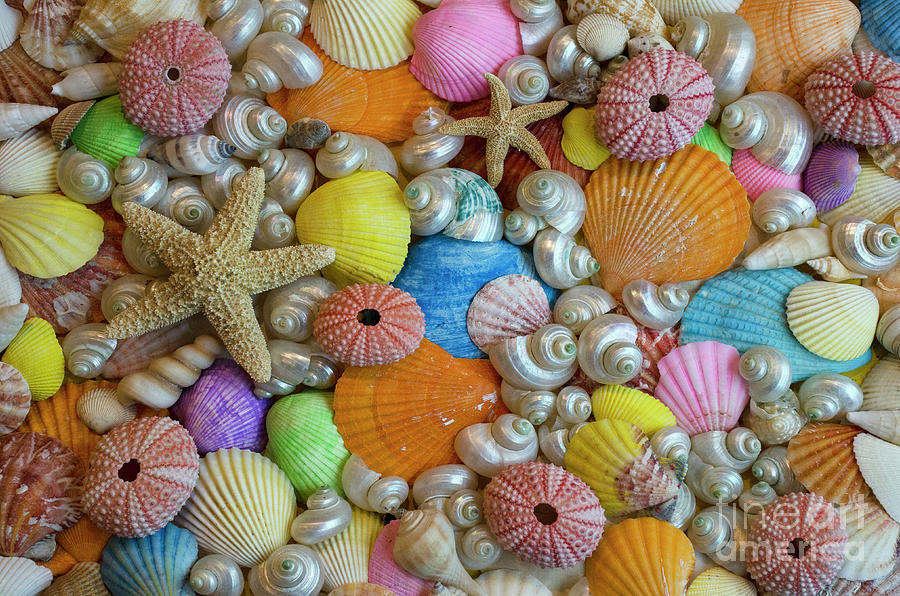 Seashells 10 Photograph by Bob Christopher