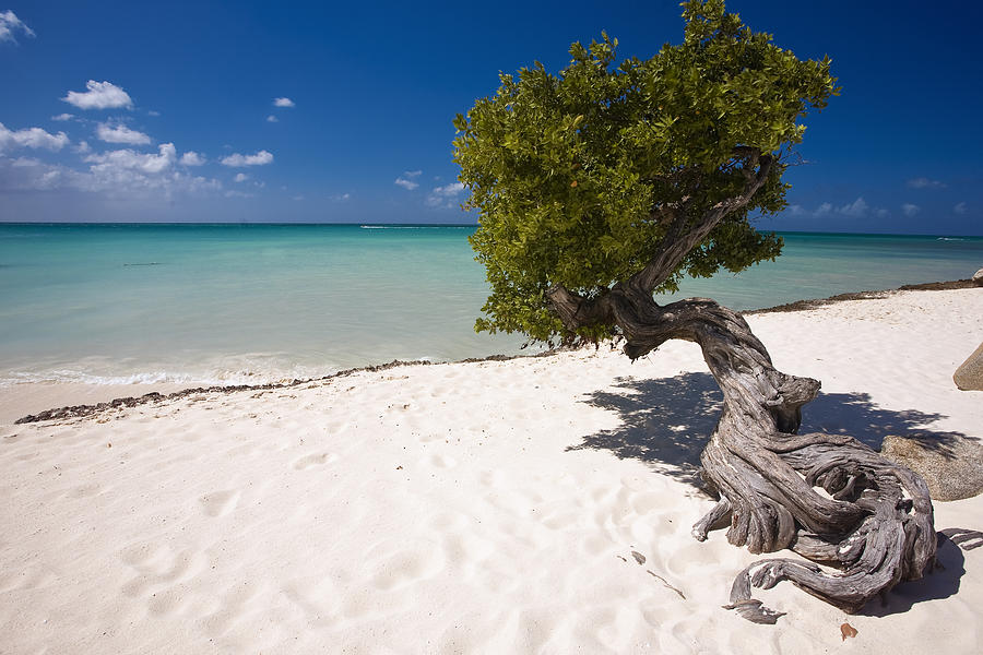 Divi Tree Aruba Photograph by Oze