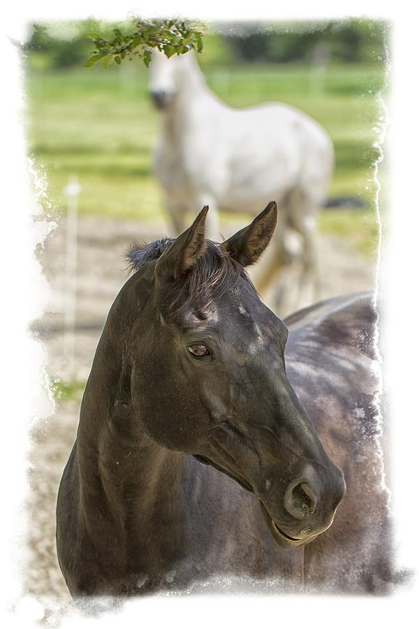 Divine Equines Photo Art Photograph by Constantine Gregory