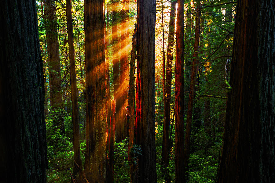 Redwood National Park Photograph - Divine light at Redwood National Park California USA by Vishwanath Bhat